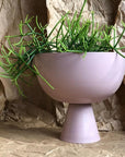 Large Vera Planter in Orchid with Rhipsalis by Lightly Design