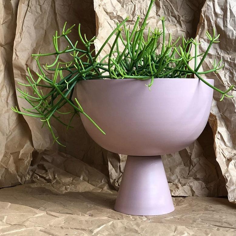 Large Vera Planter in Orchid with Rhipsalis by Lightly Design