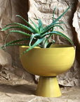 Large Vera Planter in Tumeric with Aloe by Lightly Design