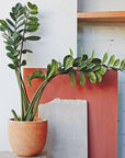 Zanzibar Gem (Zamioculcas zamiifolia) - THE PLANT SOCIETY ONLINE OUTPOST