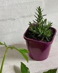 Rosemary - THE PLANT SOCIETY ONLINE OUTPOST