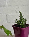 Rosemary - THE PLANT SOCIETY ONLINE OUTPOST
