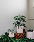 Small Flute Planter by The Plant Society x Capra Designs- Totem Collection - - THE PLANT SOCIETY