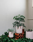 Large Flute Planter by The Plant Society x Capra Designs - Totem Collection - - THE PLANT SOCIETY