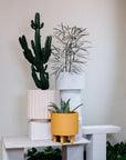 Tall Tower Planter by The Plant Society x Capra Designs- Totem Collection - - THE PLANT SOCIETY