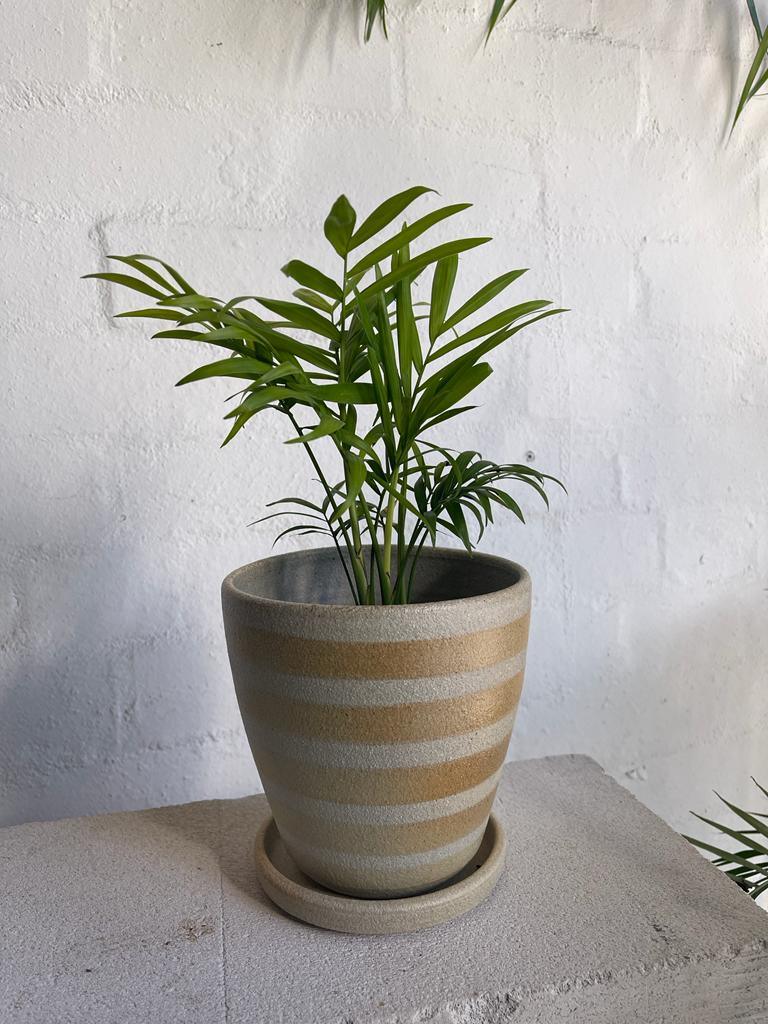 Parlour Palm (Chamaedorea elegans) - THE PLANT SOCIETY