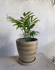 Parlour Palm (Chamaedorea elegans) - THE PLANT SOCIETY