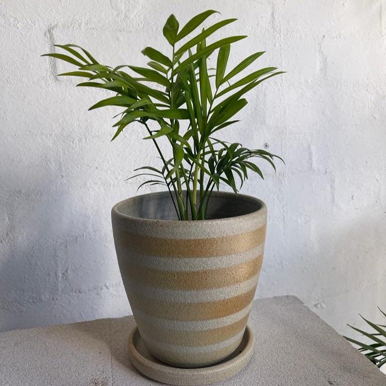 Parlour Palm (Chamaedorea elegans) - THE PLANT SOCIETY