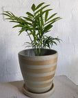 Parlour Palm (Chamaedorea elegans) - THE PLANT SOCIETY
