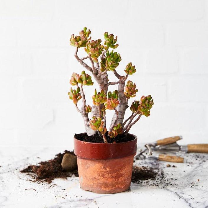 The Plant Society Workshops Beginner's Guide to Indoor Gardening Collingwood plant plants crassula succulents