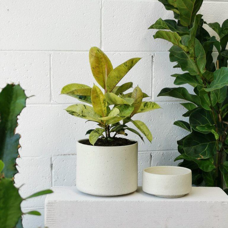Variegated Rubber Plant (Ficus elastica&#39;shivereana&#39;) - THE PLANT SOCIETY
