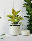 Variegated Rubber Plant (Ficus elastica'shivereana') - THE PLANT SOCIETY