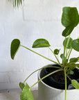 Chinese Money Plant (Pilea peperomioides) - THE PLANT SOCIETY