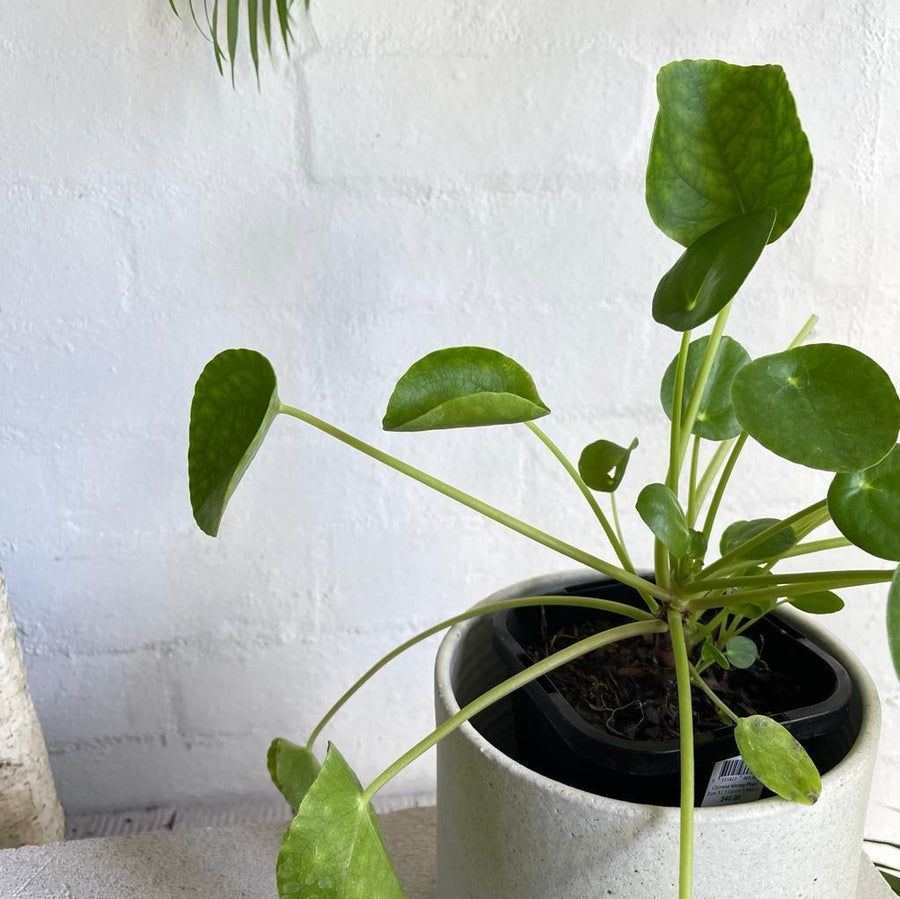 Chinese Money Plant (Pilea peperomioides) - THE PLANT SOCIETY