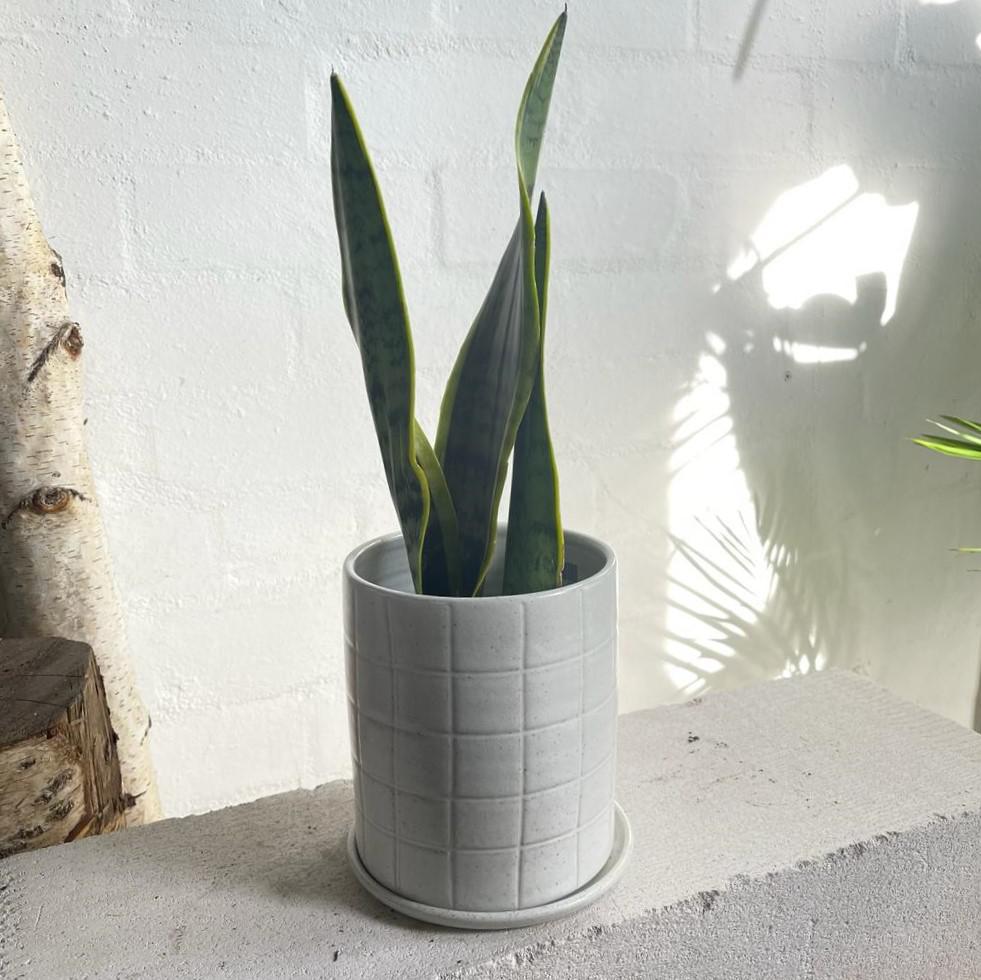 sansevieria trifasciata ikea Snake Plant Yellow Edge (Sansevieria trifasciata 'Laurentii') – THE PLANT SOCIETY