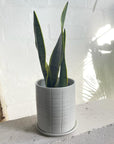 Snake Plant Yellow Edge (Sansevieria trifasciata 'Laurentii')