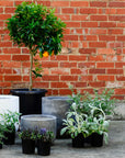 Urban & Contemporary Collections by The Plant Society - THE PLANT SOCIETY