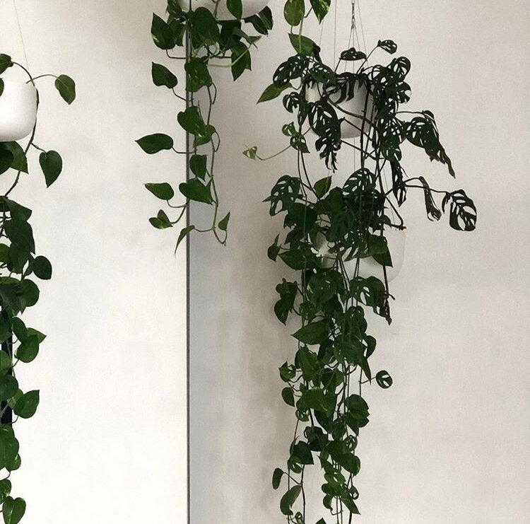 Raw Earth Hanging Planters by Angus &amp; Celeste - THE PLANT SOCIETY