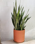 Snake Plant ( Sansevieria 'Silver Princess' )