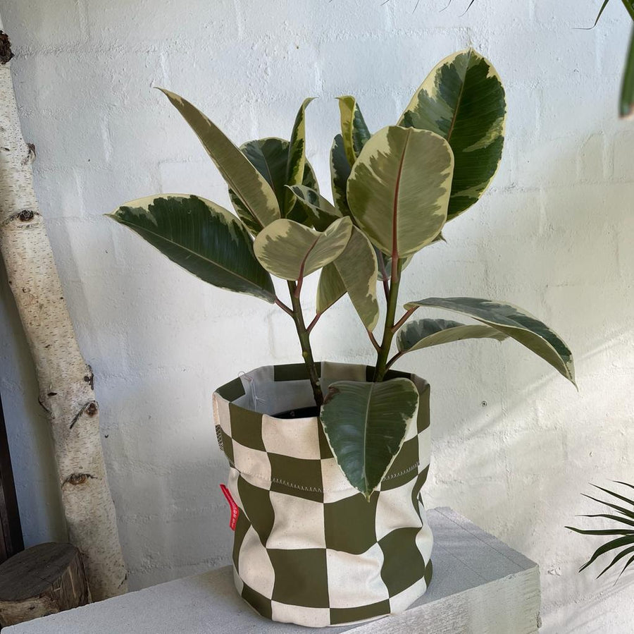 Variegated Rubber Plant (Ficus elastica 'tineke')