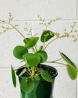 Chinese Money Plant (Pilea peperomioides)