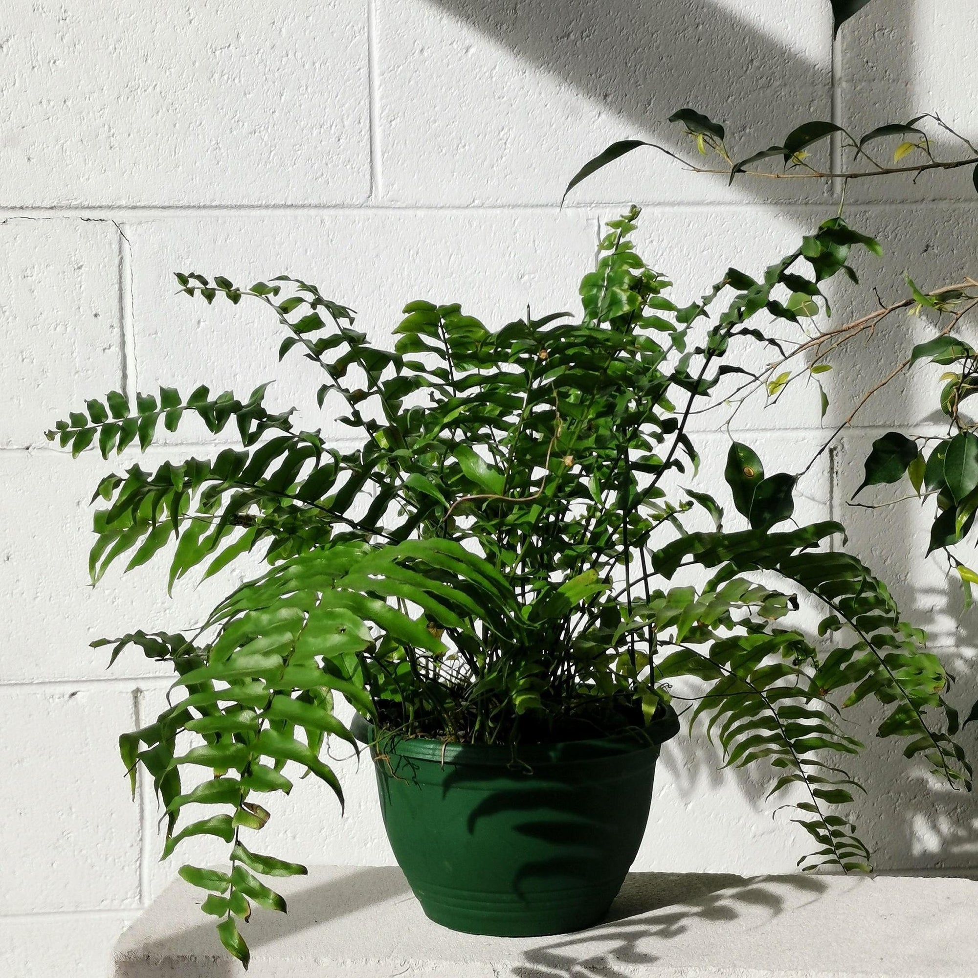 Boston Fern (Nephrolepis exalta) - THE PLANT SOCIETY