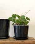 Botanical Family Pot in Anthracite by HAY (Black)