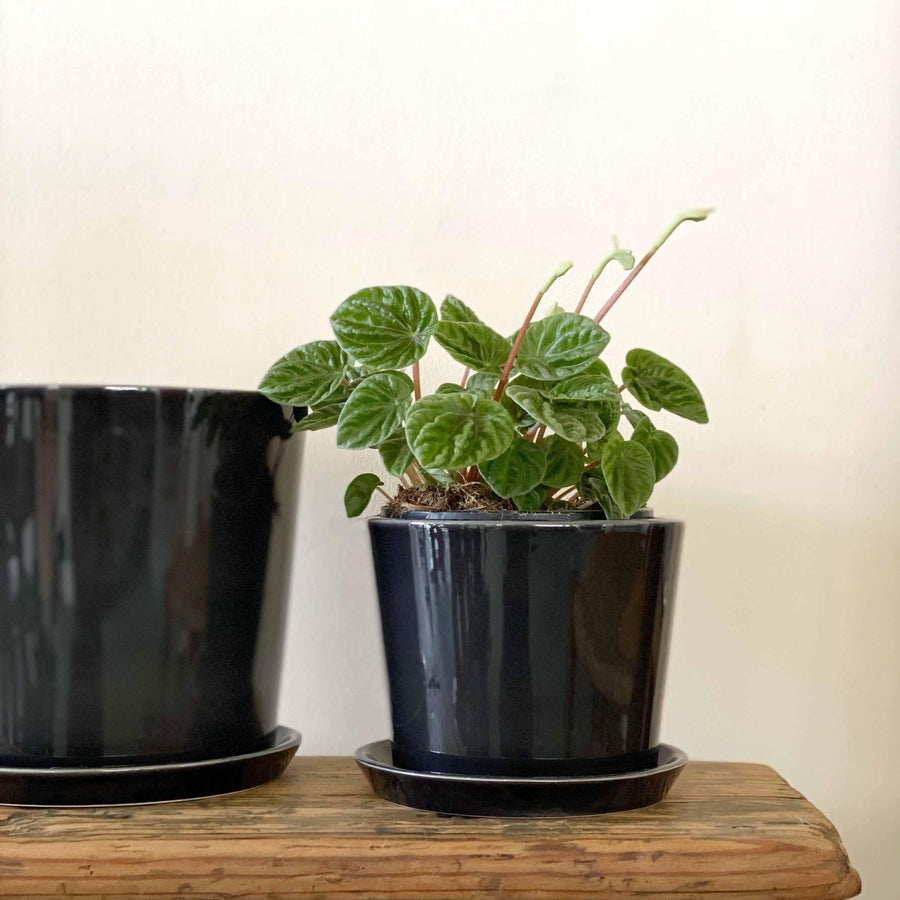 Botanical Family Pot in Anthracite by HAY (Black)