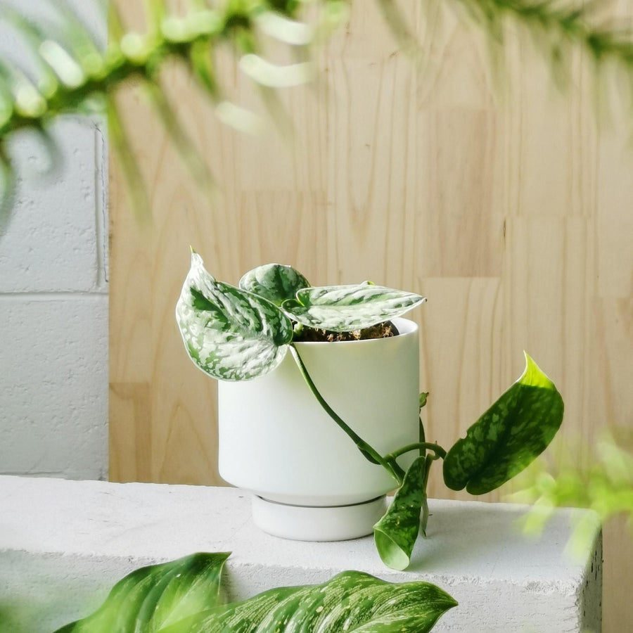 White Collectors Gro Pot by Angus & Celeste - THE PLANT SOCIETY