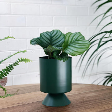 Small Palm Springs Planter by Lightly - THE PLANT SOCIETY