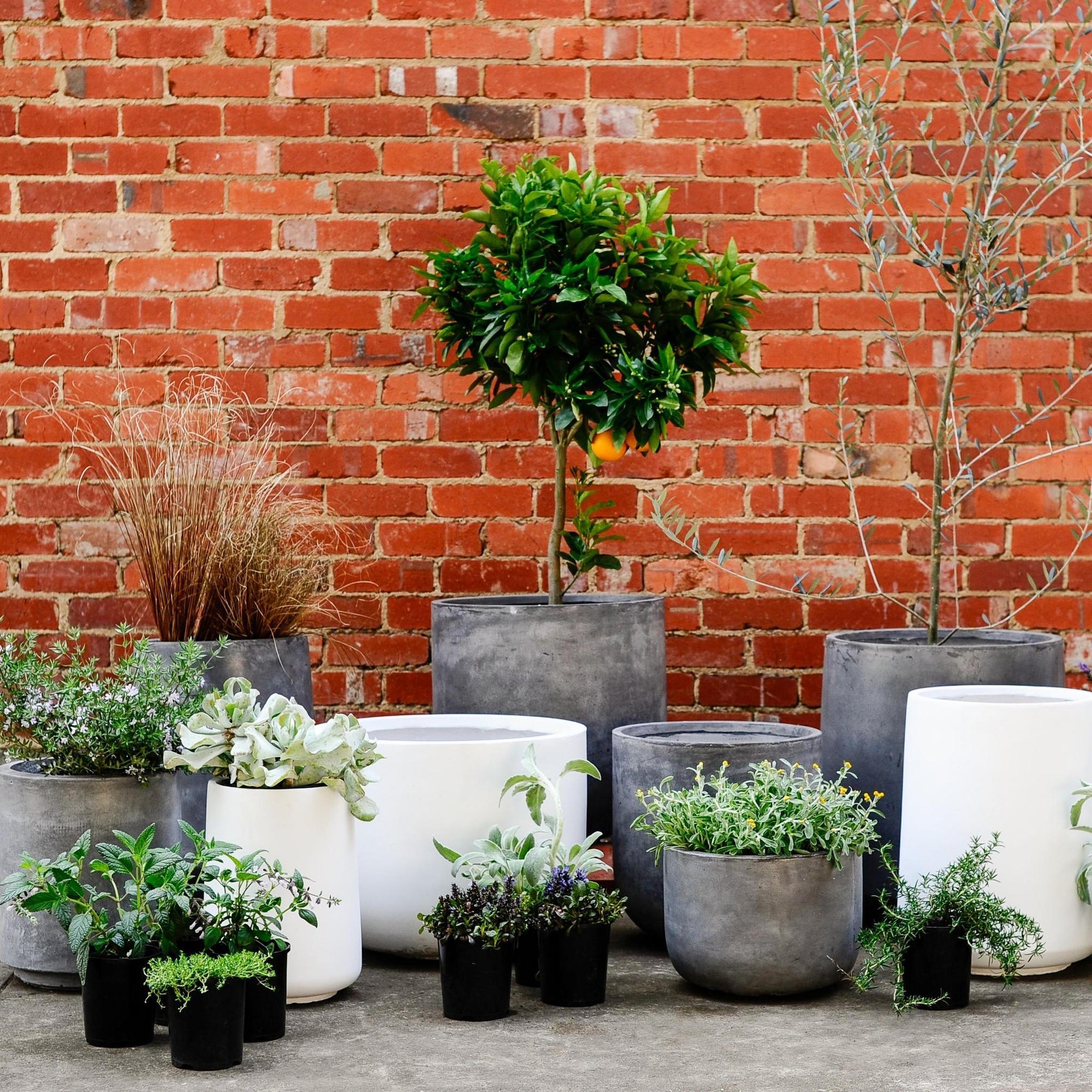 Urban &amp; Contemporary Collections by The Plant Society - THE PLANT SOCIETY