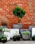 Urban & Contemporary Collections by The Plant Society - THE PLANT SOCIETY