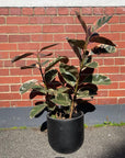 Variegated Rubber Plant (Ficus elastica 'Ruby')