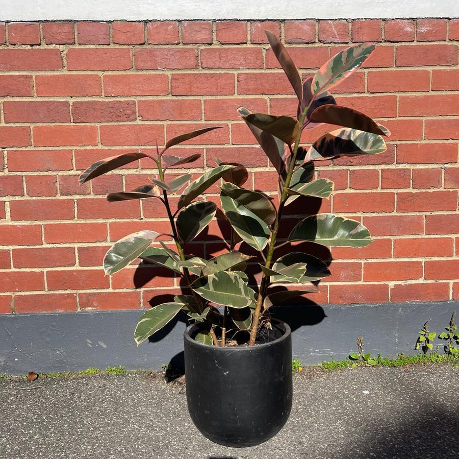 Variegated Rubber Plant (Ficus elastica 'Ruby')