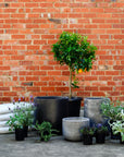 Urban & Contemporary Collections by The Plant Society - THE PLANT SOCIETY