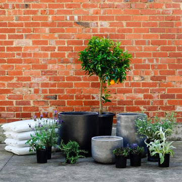 Urban & Contemporary Collections by The Plant Society - THE PLANT SOCIETY
