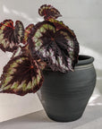 Painted Leaf Begonia (Begonia rex)