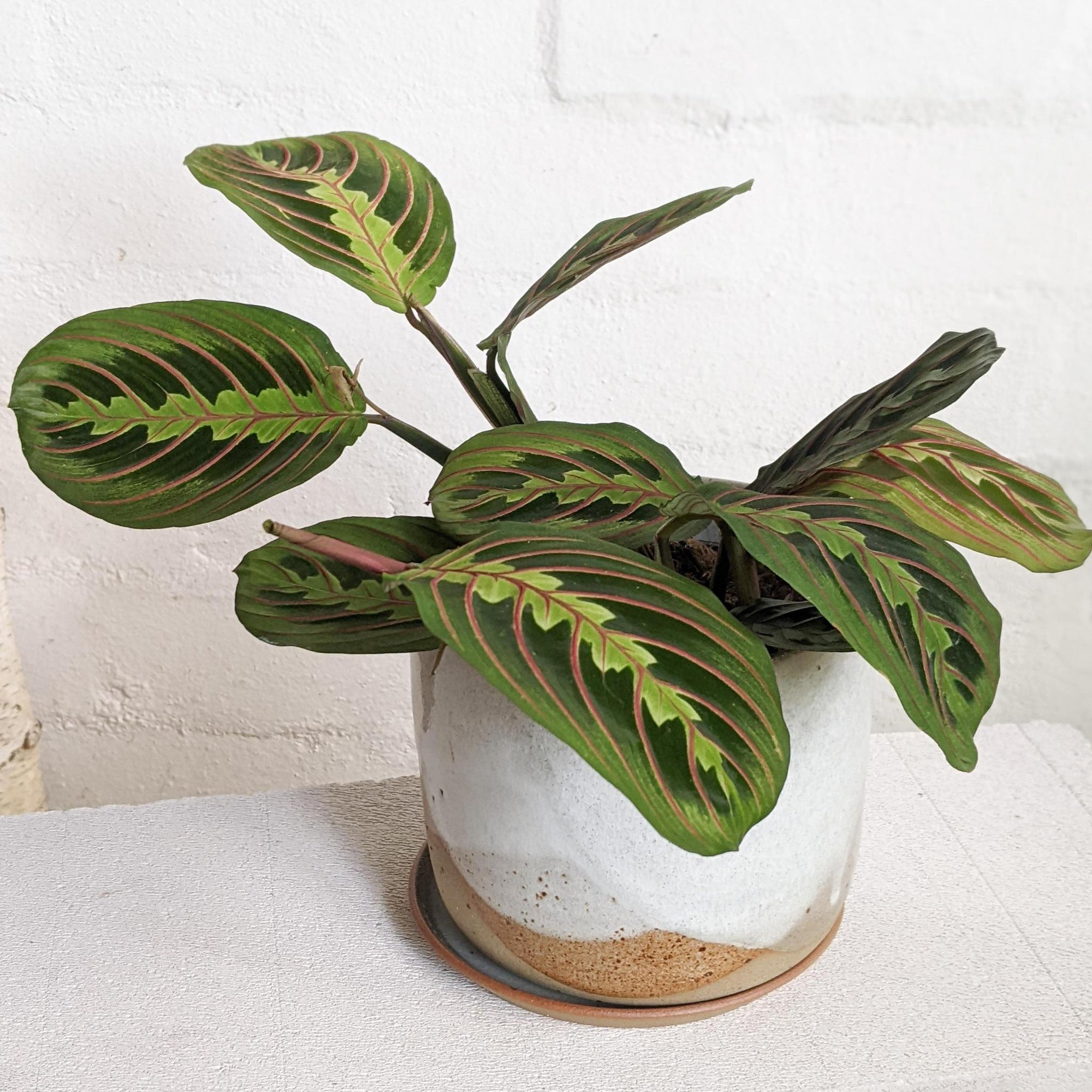 Red-veined Prayer Plant (Maranta leuconeura)