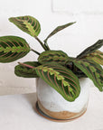 Red-veined Prayer Plant (Maranta leuconeura)