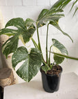 Variegated Monstera (Monstera deliciosa 'thai constellation')