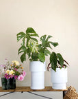 Midi Low Tower Planter by The Plant Society x Capra Designs- Totem Collection - - THE PLANT SOCIETY