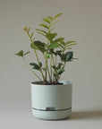 Self Watering Planter 215mm by Mr Kitly - THE PLANT SOCIETY