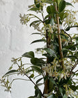 Chinese Star Jasmine (Trachelospermum jasminoides) - THE PLANT SOCIETY