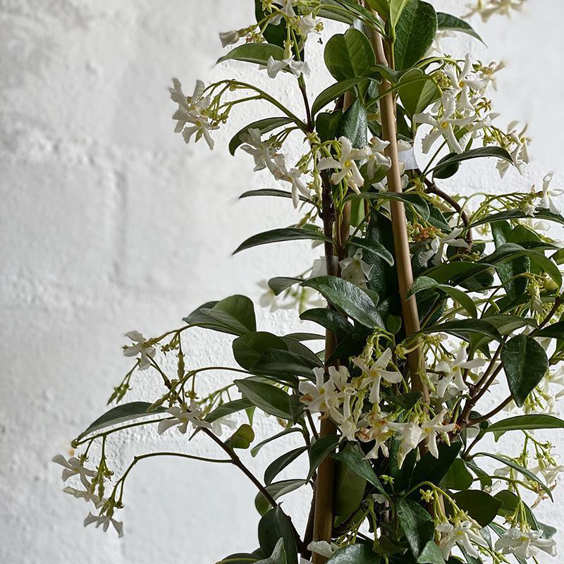 Chinese Star Jasmine (Trachelospermum jasminoides) - THE PLANT SOCIETY