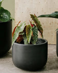 Gardeners Planter - Charcoal - THE PLANT SOCIETY