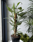 Philodendron Silver Sword (Philodendron hastatum)