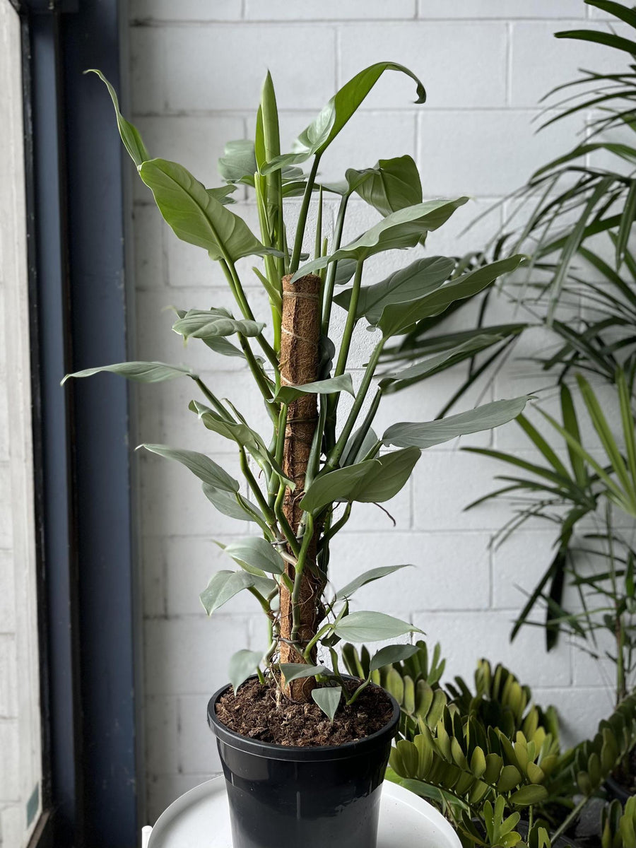Philodendron Silver Sword (Philodendron hastatum)