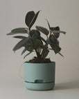 Self Watering Planter 170mm by Mr Kitly - THE PLANT SOCIETY