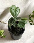 Satin Pothos (Scindapsus pictus morning 'Silver Satin')