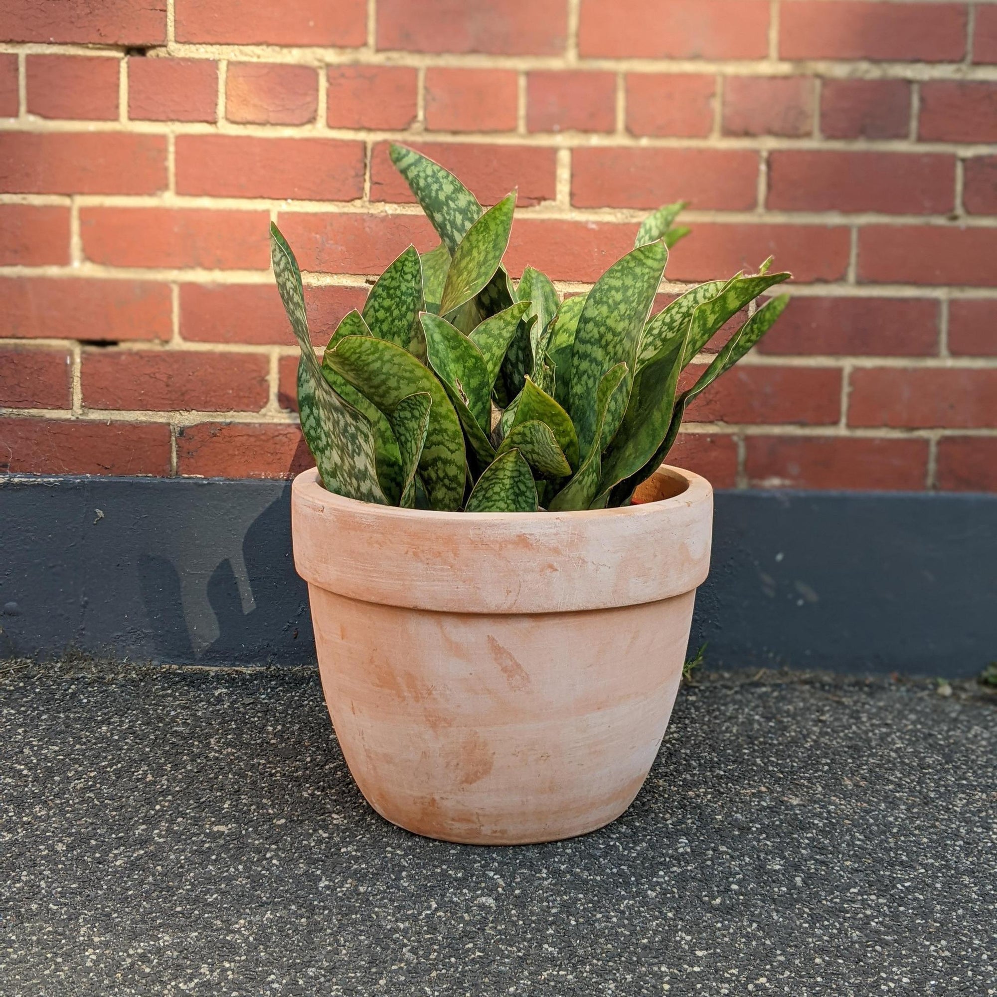 Whale Fin Sansevieria (Sansevieria Masoniana Masons Congo) - THE PLANT SOCIETY